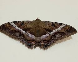 Black Witch Moth
