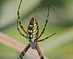 Black and Yellow Garden Spider
