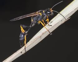 Black and Yellow Mud Dauber Wasp