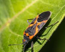 Small Milkweed Bug - Pestipedia