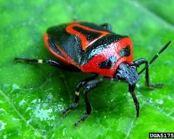 Black-and-white Striped Shield Bug Two-spotted Stink Bug - Pestipedia