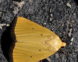 Black-bordered Lemon Moth