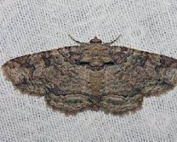 Black-eyed Zale Moth resting on tree bark