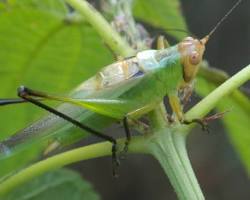 Black-legged Meadow Katydid