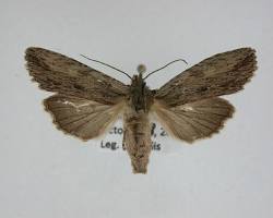 Black-marked Pinion Moth