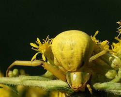 Goldenrod Crab Spider