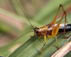Black-sided Meadow Katydid resting on grass stem