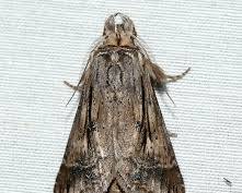 Black-spotted Prominent Moth - Pestipedia