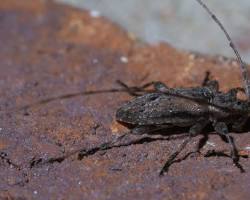 Black-striped Longhorn Beetle
