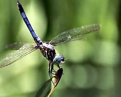 Blue Dasher dragonfly
