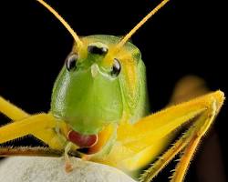 Black-tipped Conehead Katydid resting on grass