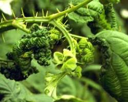 Blackberry Psyllid - Pestipedia