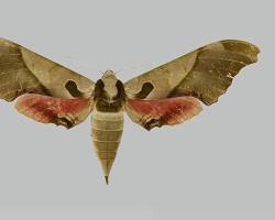 Blanchards Moth - Pestipedia