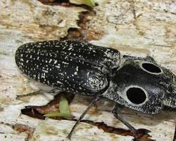 Blind Click Beetle - Pestipedia