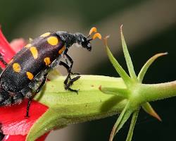 Blister Beetles - Pestipedia