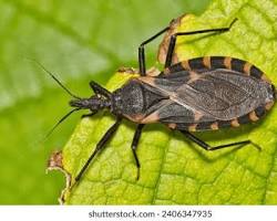 Blood-sucking Conenose Bug Kissing Bug - Pestipedia