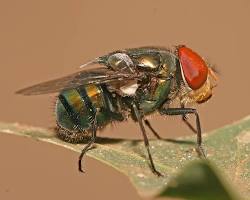 Blow Flies - Pestipedia