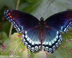 Blue Admiral Butterfly- Pestipedia
