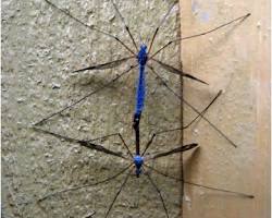 Blue Crane Fly- Pestipedia