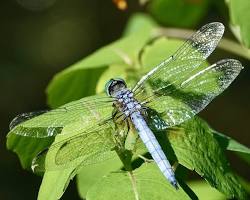Blue Dasher Dragonfly - Pestipedia