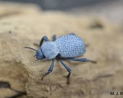 Blue Death-feigning Beetle