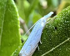 Blue Grass Borer Moth