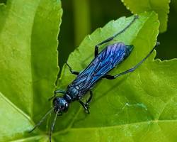 Blue Mud Dauber resting near mud nest