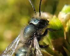 Blue Orchard Bee pollinating flowers