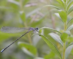 Blue-fronted Dancer damselfly