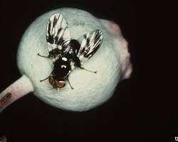 Blueberry Maggot Fly on blueberry fruit