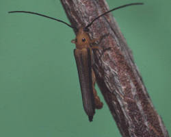 Blueberry Stem Borer Beetle on blueberry stem