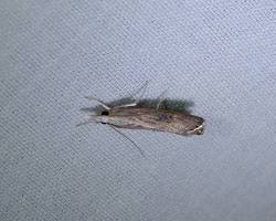 Bluegrass Webworm Moth resting in turfgrass