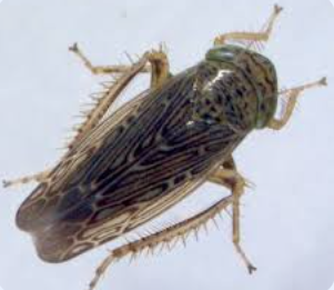 Blunt-nosed Leafhopper - Pestipedia
