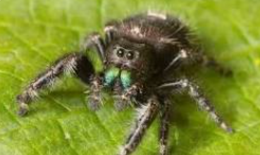 Bold Jumper Spider - Pestipedia