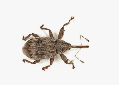 Boll Weevil - Pestipedia