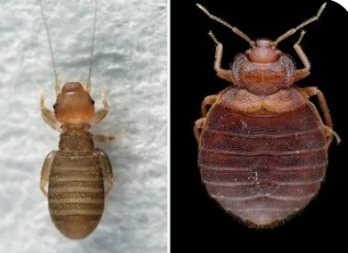 Booklice crawling on paper material