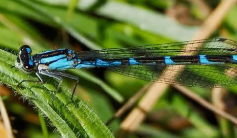 Boreal Bluet Damselfly resting on vegetation