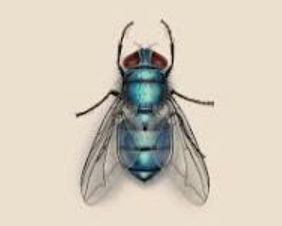 Bottle Flies - Pestipedia