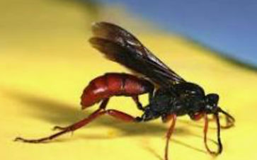 Braconid Wasp - Pestipedia