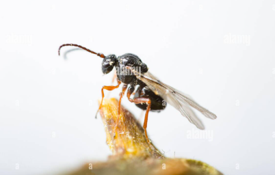 Bramble Gall Wasp gall on raspberry cane