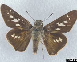 Brazilian Skipper Butterfly