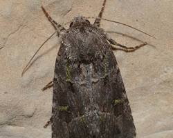 Bristly Cutworm Moth resting on vegetation