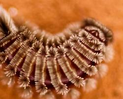 Bristly Millipede on forest leaf litter
