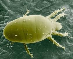 Broad Mites - Pestipedia