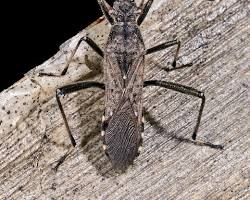 Broad-headed Bug on vegetation
