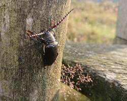 Broad-necked Root Borer Beetle on tree bark