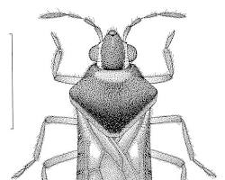 Broad-shouldered Water Strider - Pestipedia