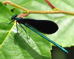Broad-winged Damselfly resting near water