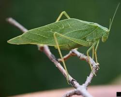 Broad-winged Katydid resting on a leaf