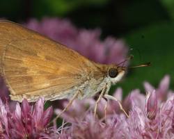 Broad-winged Skipper Butterfly resting on a flower